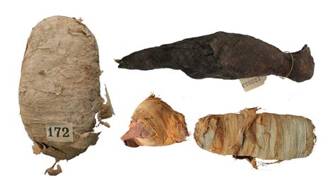 See What These Animal Mummies Are Keeping Under Wraps Science News