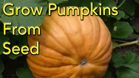 How To Grow Pumpkins From Seed Step By Step