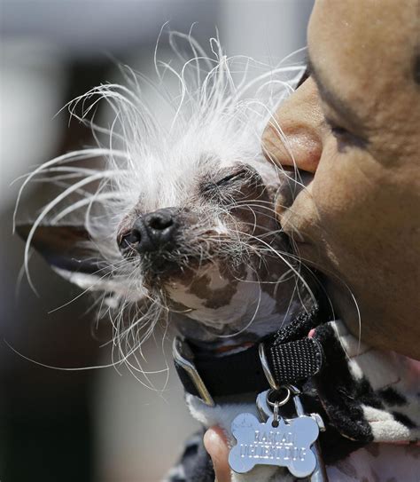 Photos The 2017 Worlds Ugliest Dog Contest National News