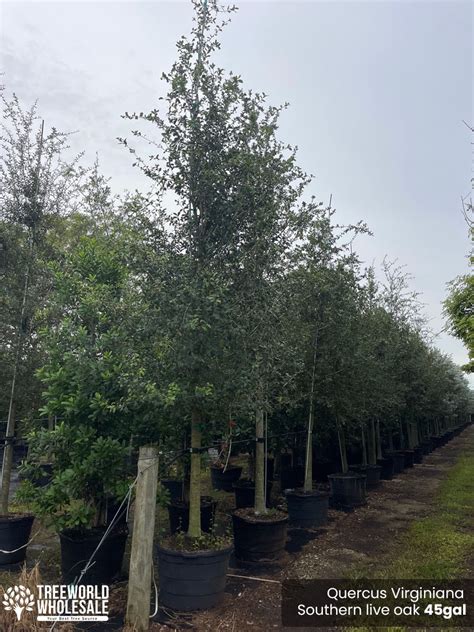 Southern Live Oak Tree Quercus Virginiana For Sale Florida