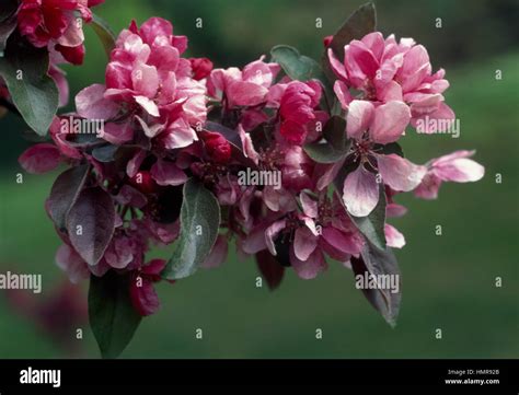 Flowers Of Profusion Crabapple Tree Malus X Moerlandsii Profusion