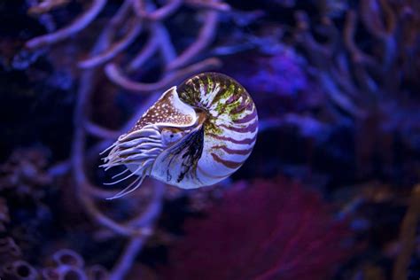 Nautilus By Jessica Manheim Via 500px Sea Creatures Nautilus Fish Pet