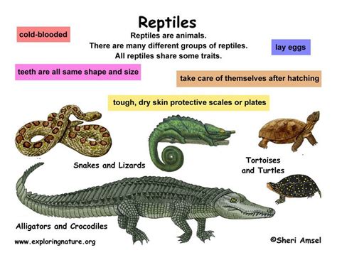 Classification Of Living Things Chart Class Reptiles Grade K 3