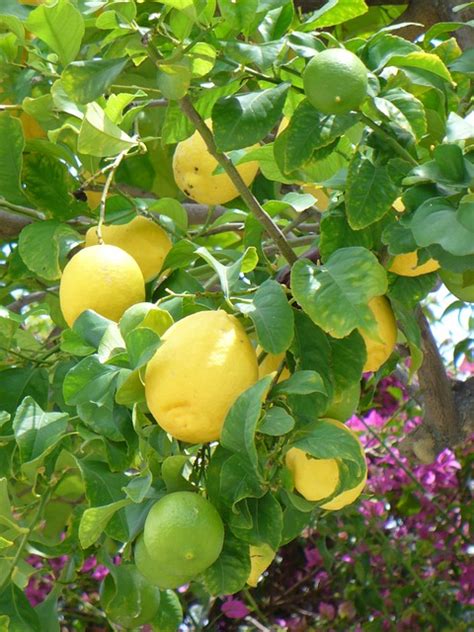 Free Photo Lemons Lemon Bush Yellow Fruits Free Image On Pixabay