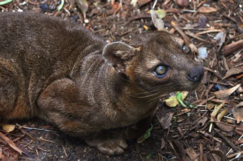 The Fossa Is Your New Favorite Animal