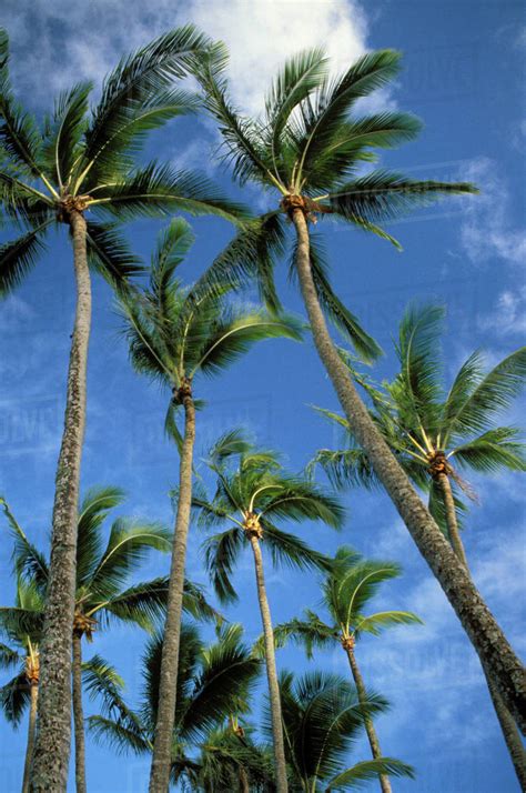 Hawaii Palm Trees Against Blue Sky And Clouds Stock Photo Dissolve