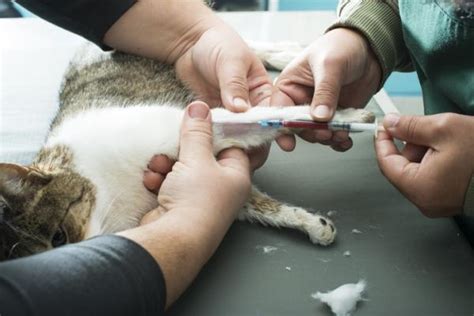 Nieżyt nosa u kotów przyczyny objawy i leczenie