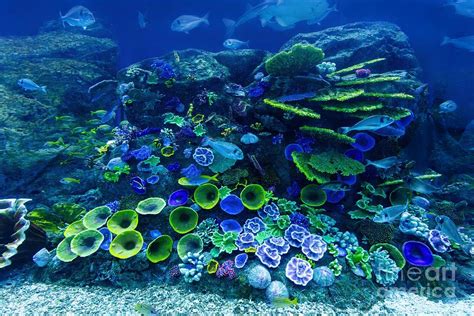 Underwater Coral Reef And Fish Photograph By Michal Bednarek Fine Art