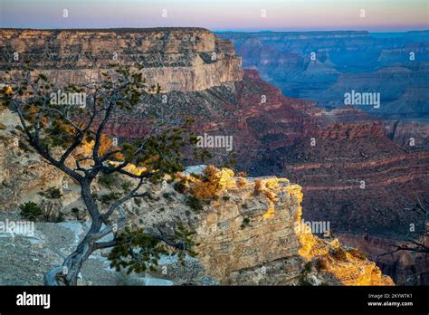 Tree And Canyon Rock Formations From Yavapai Point Grand Canyon