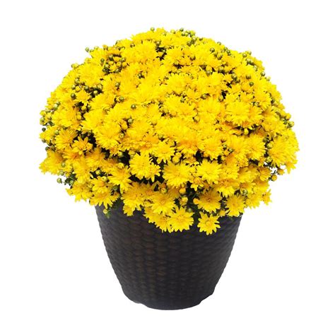 Chrysanthemum Yellow Mum Plant 13 Inch Decorative Pot Plants Direct