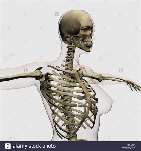 Finally, rotation of the vertebral column results in one side of the rib cage moving posteriorly and movement of the. Three dimensional view of female rib cage and skeletal system Stock Photo: 57643652 - Alamy