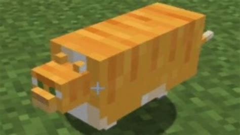C418 Cat Played Over Cursed Images Of Cats Youtube