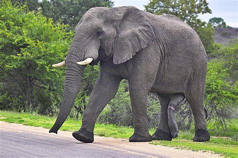 5 Legged African Elephant Bull Img04098 Arno Meintjes Flickr