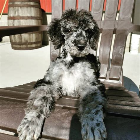 Merle Poodles 11 Things You Should Know Before Buying Or Adopting