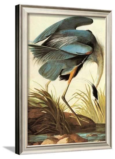 Audubon Great Blue Heron Bird Art Poster Print Prints Allposters