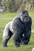 Gorilla - Wikipedia