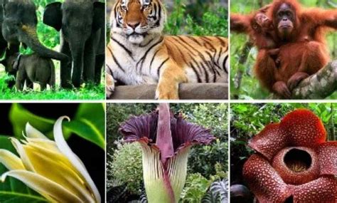 Gambar Pemandangan Alam Flora Dan Fauna Fauna Indonesia Donisaurus Riset