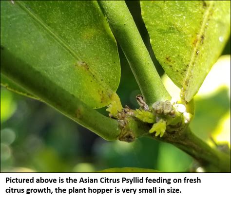 Citrus Pest Monitoring And Tracking Our Impact UGA Cooperative