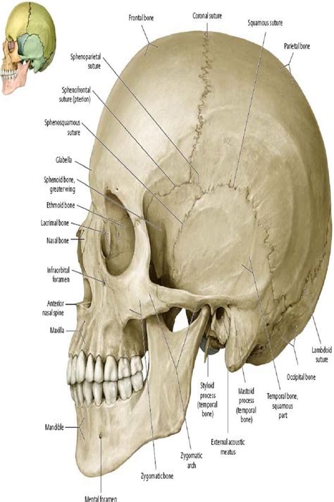 Cranium Bones Mnemonics Skeleton Anatomy Skull Anatomy Human