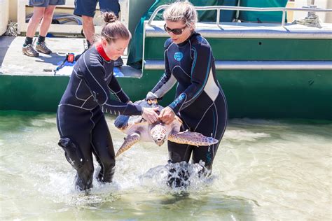 Breed Rescue Protect Sea Life Melbourne Aquarium