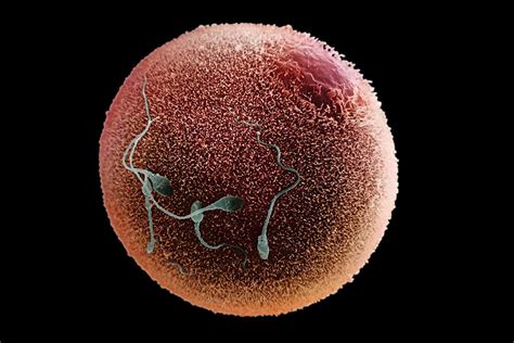 Primitive Human Eggs Matured In The Lab For The First Time New Scientist