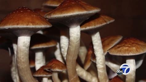 Magic Mushrooms Decriminalized In Denver Abc13 Houston