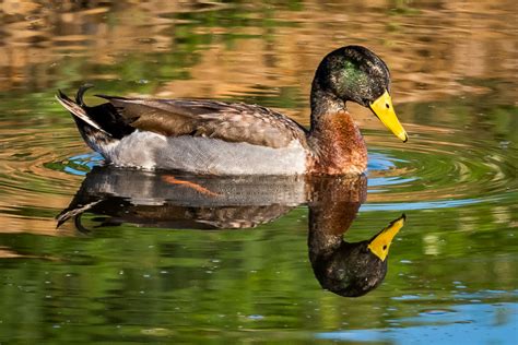 Wallpaper Birds Nature Reflection Outdoors Wildlife Duck Pond