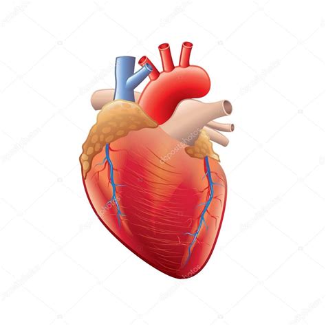 Anatomia Do Coração Humano Isolada No Branco Vector — Vetor De Stock