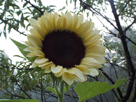 Sunflower Helianthus Annuus Procut White Nite In The Sunflowers