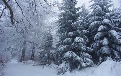 Snow Landscape Forest Winter Trees Snowy Landscapes