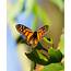 Pismo Beach  Monarch Butterfly