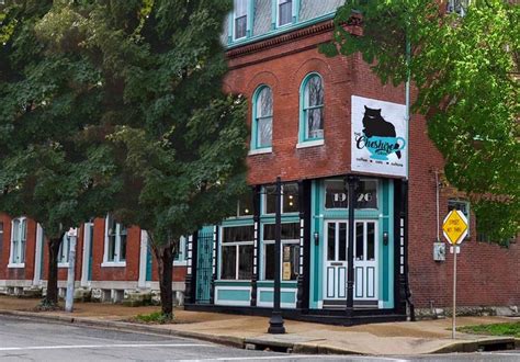 The Cheshire Grin Cat Cafe Cat Cafe St Louis St Louis Missouri