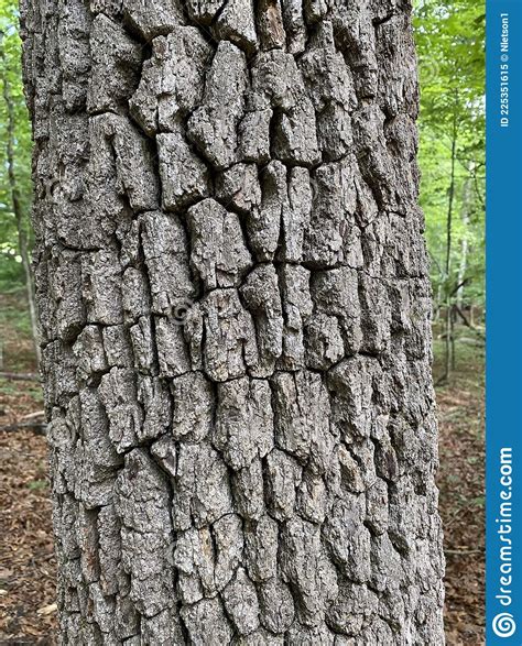 Tree Identification Tree Bark Black Gum Nyssa Sylvatica Royalty Free