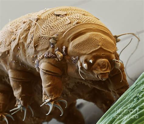 Water Bear Print By Eye Of Science And Science Source Tardigrade Microscopic Photography