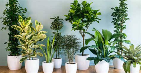 Do You Know How Indoor Plants Move In A Day