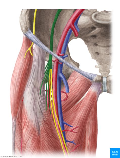 Femoral Nerve Nervus Femoralis Femoral Nerve Hip Anatomy Nerve