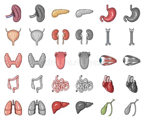 Human Organs Cartoonmonochrom Icons In Set Collection For Design