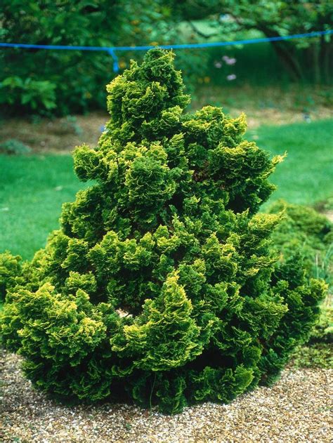 Branching Out A Guide To Conifers Evergreen Garden Garden Shrubs