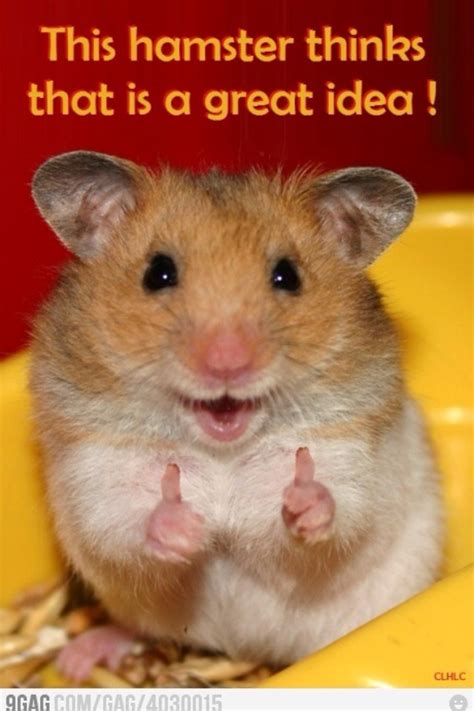 1000 Images About Hamster On Pinterest So Tired