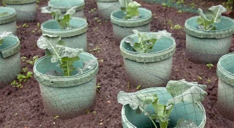 Best Ideas On Growing A Garden In 5 Gallon Buckets