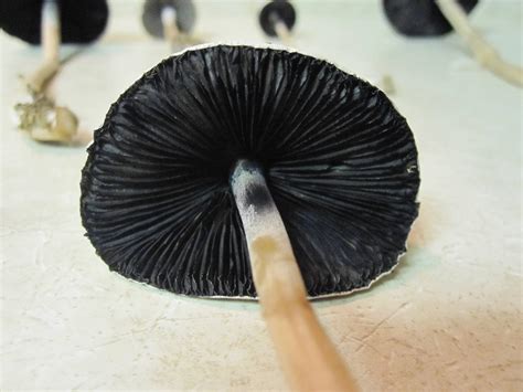Help Me Id Cow Patty Mushrooms Mushroom Hunting And Identification