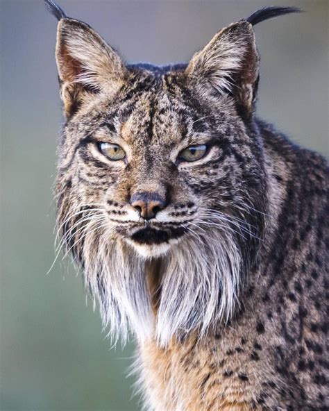 Lynx Wild Cat Breeds Dogs And Cats Wallpaper