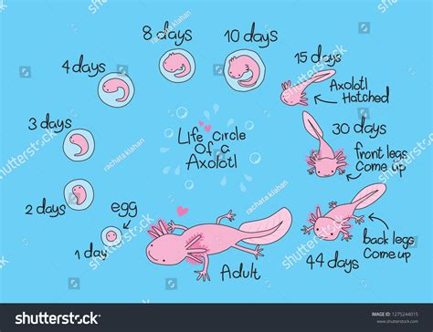 Axolotl Life Cycle Vetor Stock Livre De Direitos 1275244015