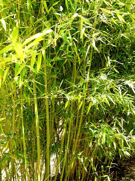 Artificial Bamboo Plants Archives Bamboo Plants Hq