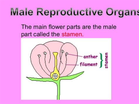 Steps for sexual reproduction in plants. Reproductive parts of plants- J.Dael