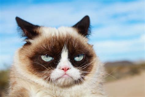 Grumpy Cat Awarded 710000 In Coffee Brand Copyright Suitdaily Coffee