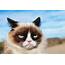 Grumpy Cat Awarded $710000 In Coffee Brand Copyright Suit  Daily
