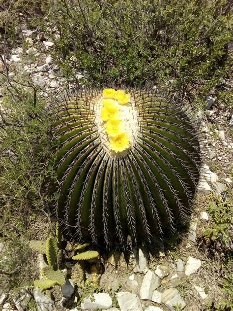 Echinocactus Platyacanthus en flor en el desierto de Chihuahua México