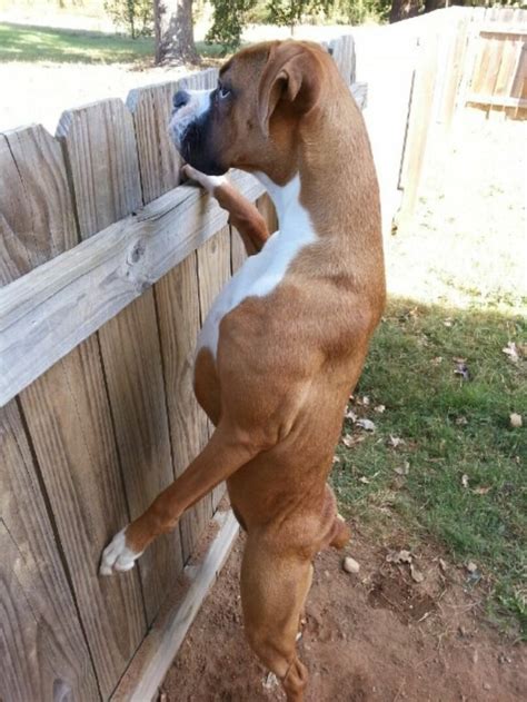 10 Pictures Only Boxer Owners Will Think Are Funny