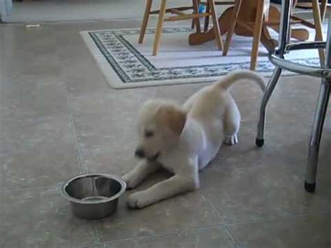 10 week old labradoodle puppy. 9 Week Old Lab Puppy Vs. Food Bowl - YouTube